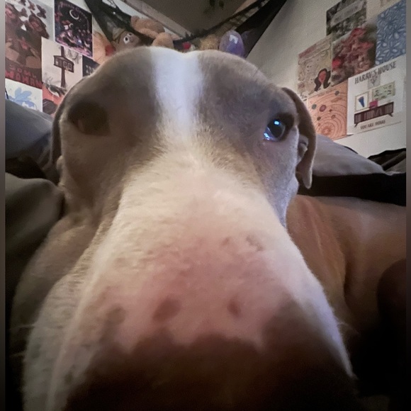 Meet your Posher, Devin - Picture 1 of 1